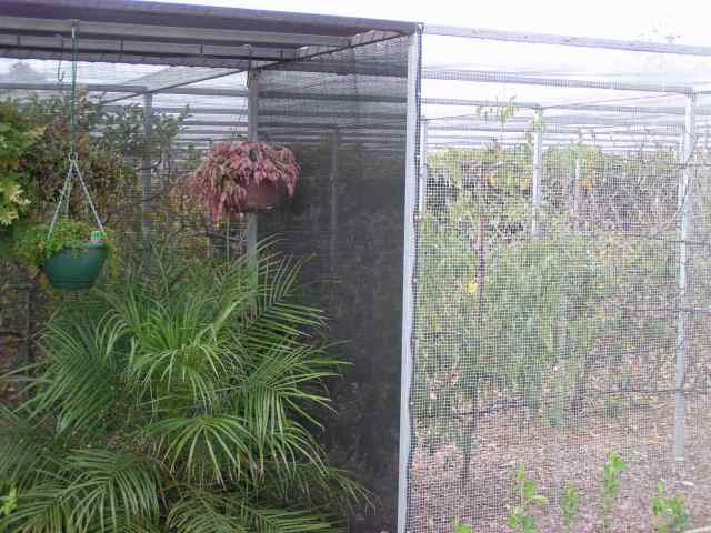 Shadecloth covered area for ferns